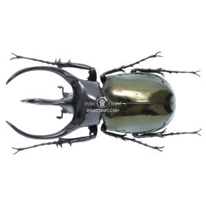 CHALCOSOMA CHIRON